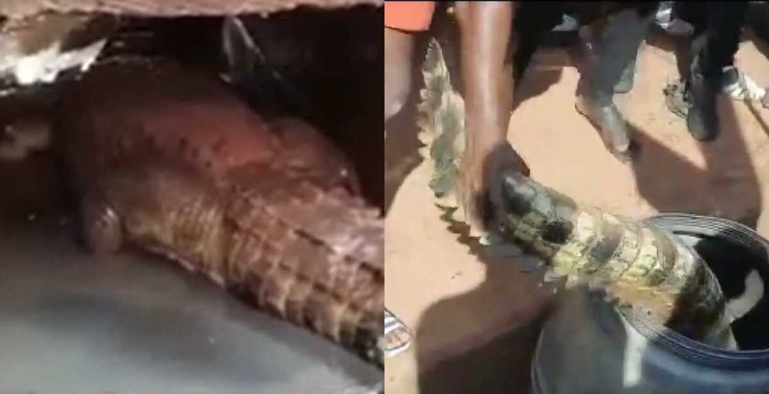 Live Crocodile Spotted on the Street in Techiman; Brave men Catch it in Video Live Crocodile Spotted on the Street in Techiman; Brave men Catch it in Video