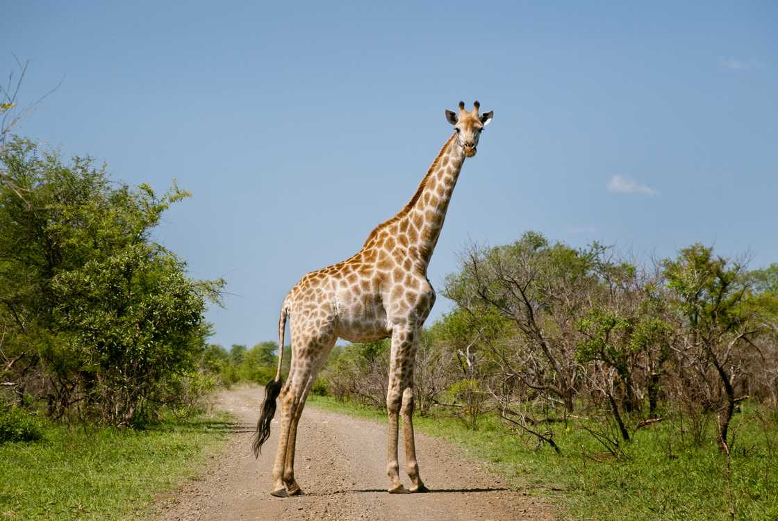 Giraffe in the middle of the road in Kruger National Park, South Africa Giraffe in the middle of the road in Kruger National Park, South Africa