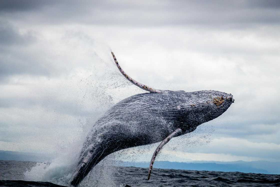 A large humpback whale in a water body A large humpback whale in a water body