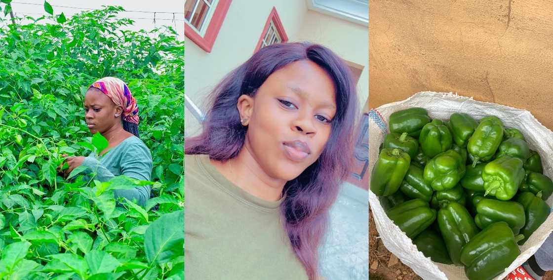 A young lady working as a farmer