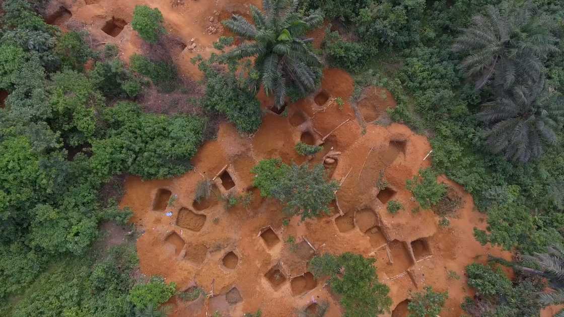 Illegal miners ransack cocoa farms in Eastern Region, COCOBOD alerts of dark economic times Illegal miners ransack cocoa farms in Eastern Region, COCOBOD alerts of dark economic times