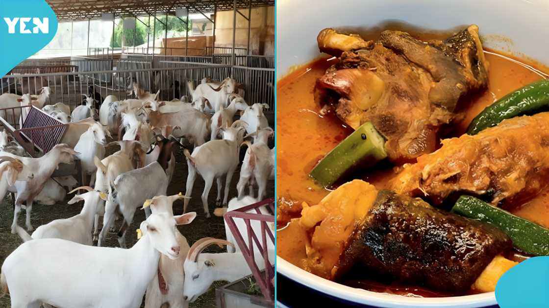 Caught stealing goat, Ghana, Bronya, Christmas in Ghana, festive season in Ghana, people, women, vigilante, Jago Caught stealing goat, Ghana, Bronya, Christmas in Ghana, festive season in Ghana, people, women, vigilante, Jago