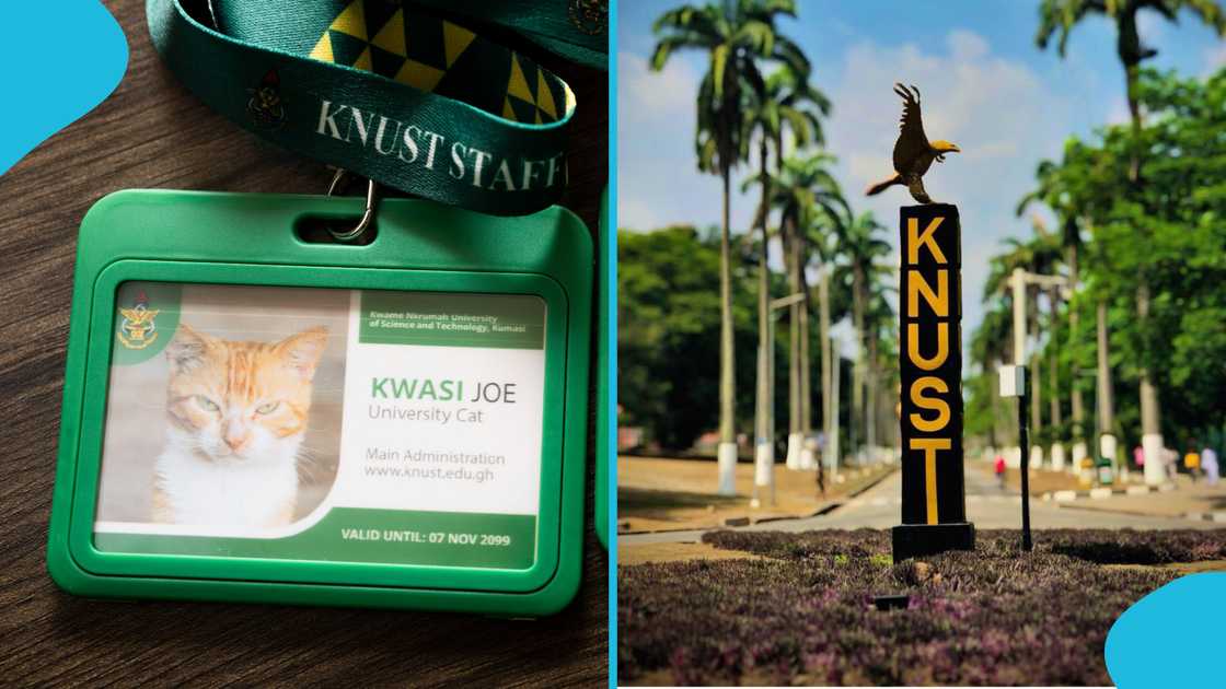 KNUST, University cats, ID Cards for cats.