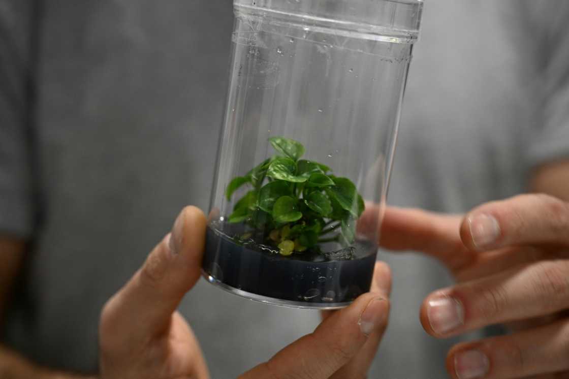 A representative of French startup Neoplants displays a bioengineered Pothos plant at the Consumer Electronics Show (CES) in Las Vegas, Nevada, on January 6, 2023