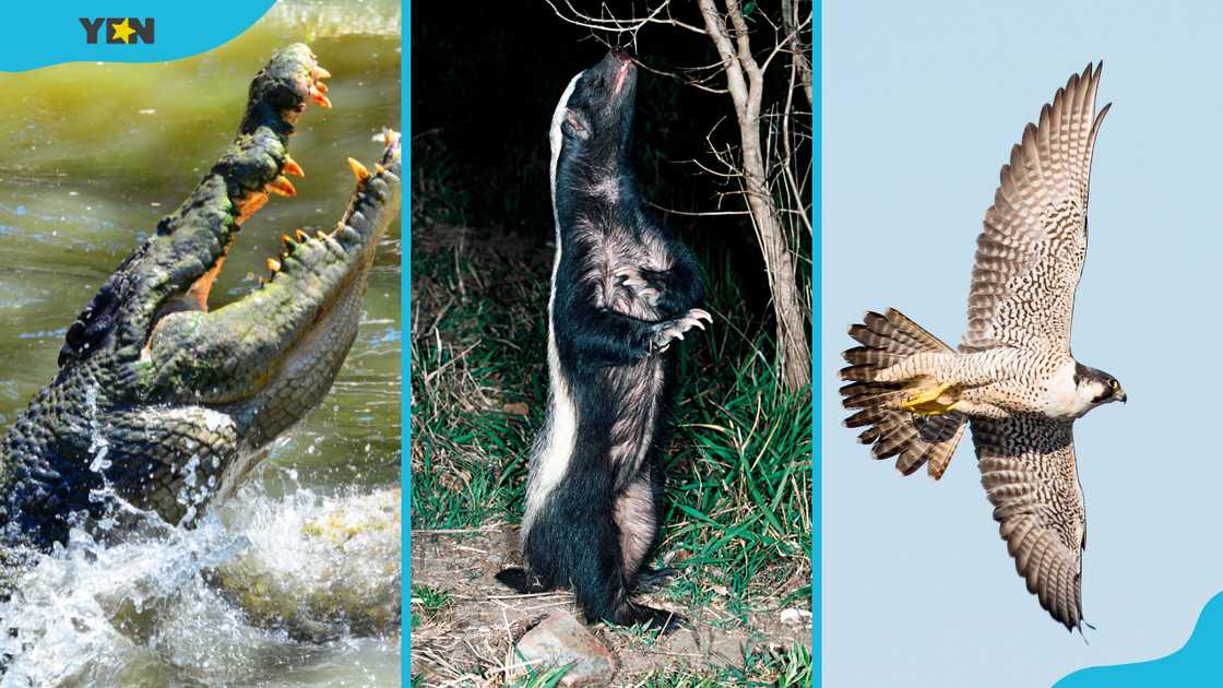 Saltwater crocodile (L), Honey badger (C), Peregrine falcon (R) Saltwater crocodile (L), Honey badger (C), Peregrine falcon (R)