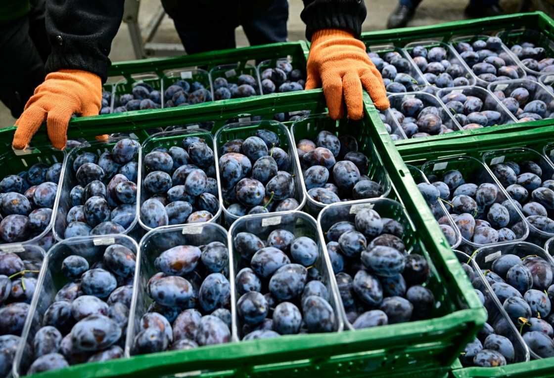 In 2023, Moldova -- whose fruit industry used to depend on Russia -- became the number one plum exporter to the European Union