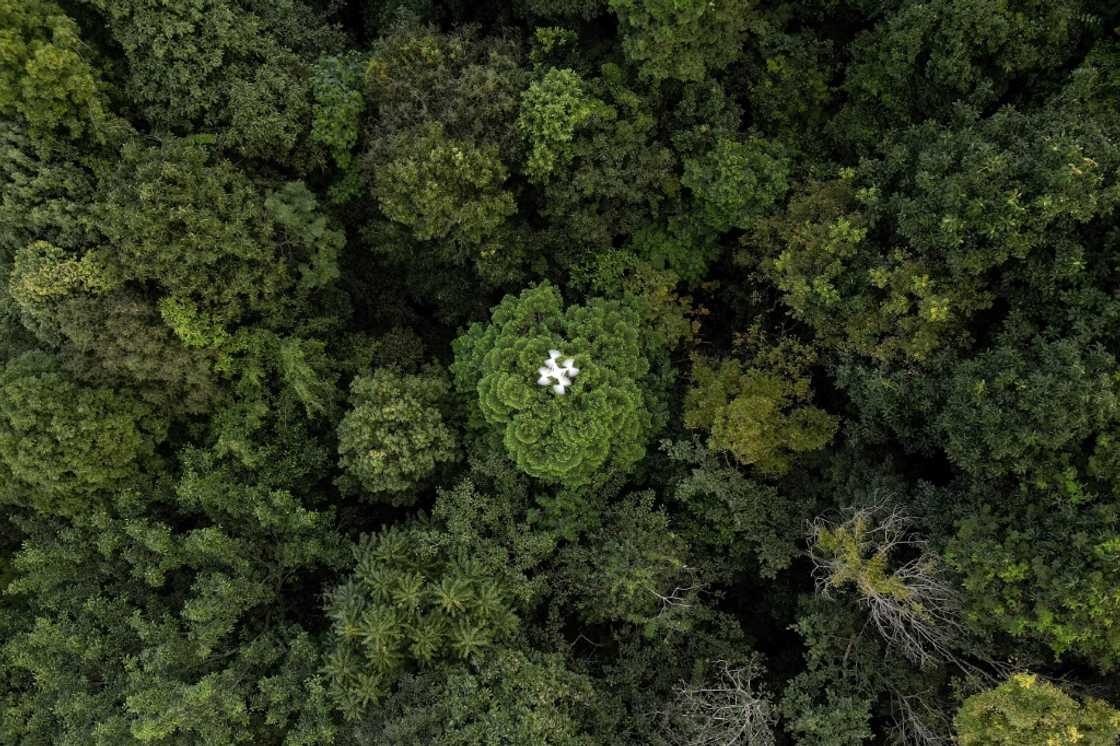 Drones are part of an increasingly sophisticated arsenal used by scientists to understand forests and their role in the battle against climate change Drones are part of an increasingly sophisticated arsenal used by scientists to understand forests and their role in the battle against climate change