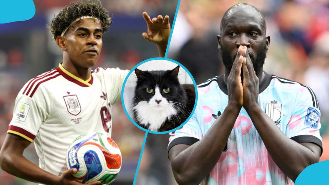 World Cup 2026: Psychic Cat Predicts Winner of Spain vs Belgium Quarter-Final World Cup 2026: Psychic Cat Predicts Winner of Spain vs Belgium Quarter-Final