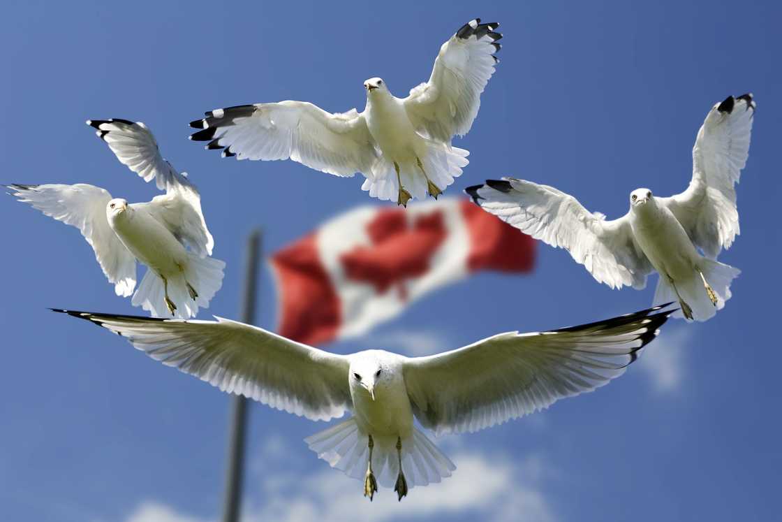 gulls on flag gulls on flag