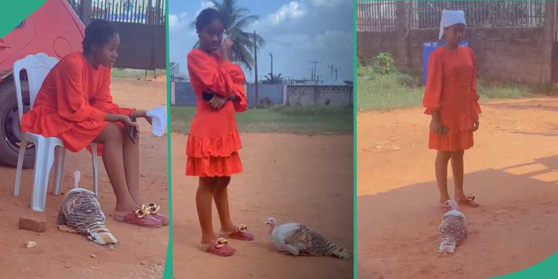 Turkey follows Nigerian lady everywhere she goes.