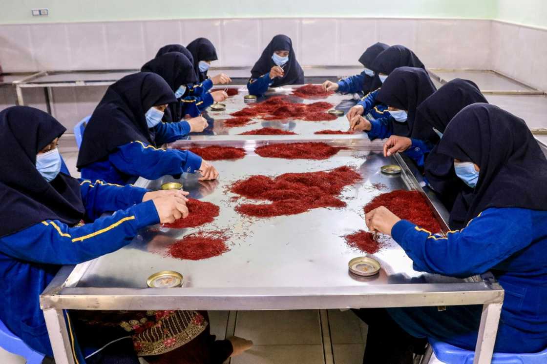 Afghan female workers sort and process dry Saffron at a facility in Herat Afghan female workers sort and process dry Saffron at a facility in Herat