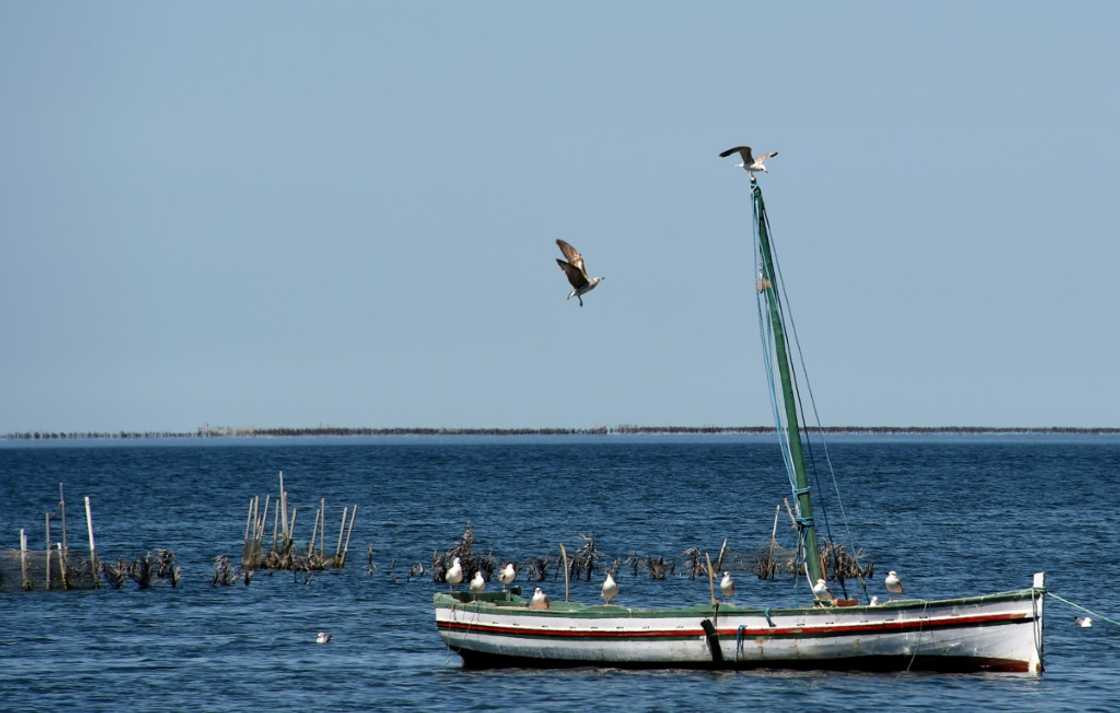 A fishing vessel moored along the coast of Tunisia's Kerkennah Islands -- pollution and overfishing have exacerbated the pressure of warming waters on marine life