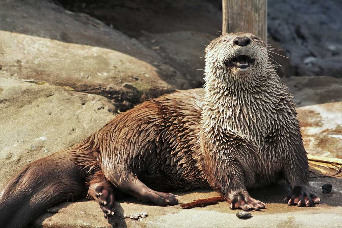 Sea Otter is leaning against a wodden pole