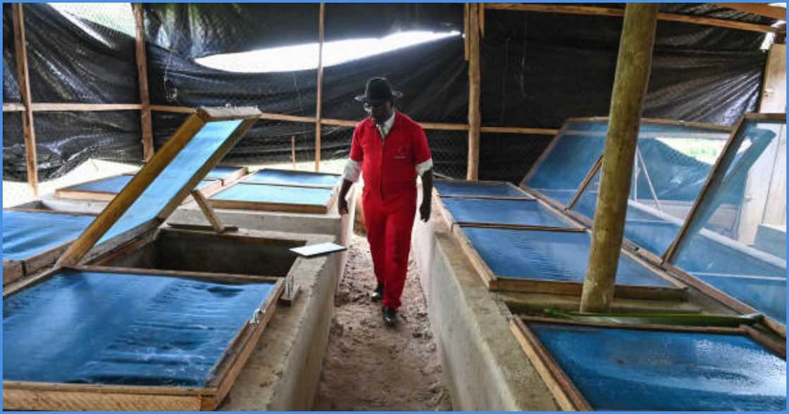 Ghanaian man talks about farming business Ghanaian man talks about farming business