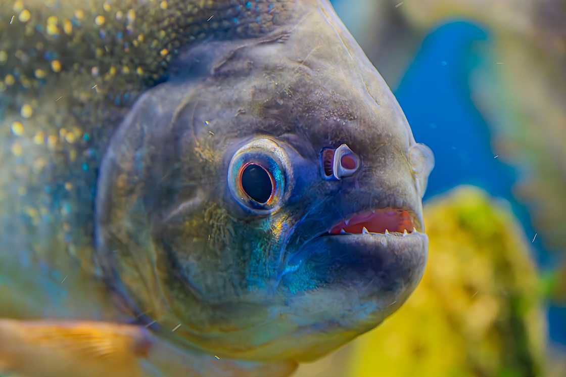 Piranha, pygocentrus nattereri, swimming successful an aquarium excavation with greenish seaweed. Piranha, pygocentrus nattereri, swimming successful an aquarium excavation with greenish seaweed.