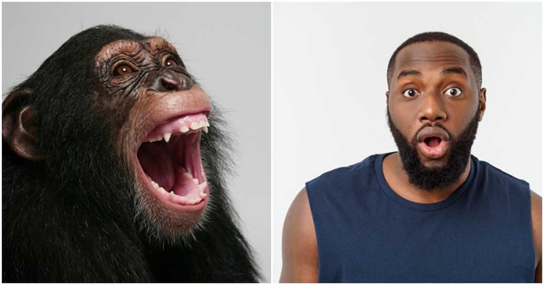 Chimpanzee, Surprised balck man