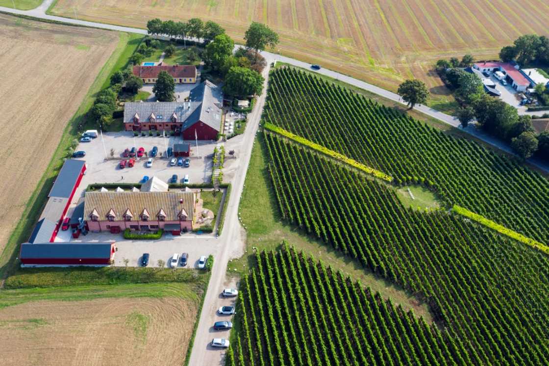 Sweden's vineyards are aiming to make their mark in the wine world Sweden's vineyards are aiming to make their mark in the wine world