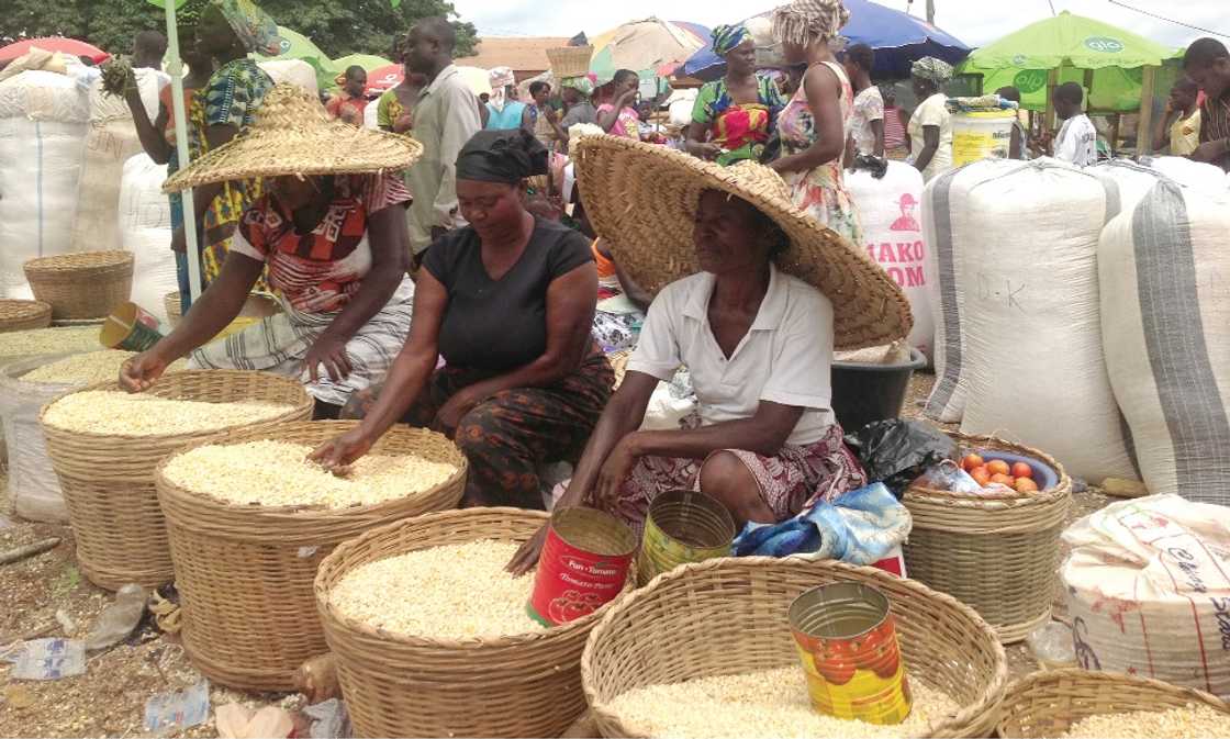 Price of maize increase by 300 percent at Techiman Central Market Price of maize increase by 300 percent at Techiman Central Market