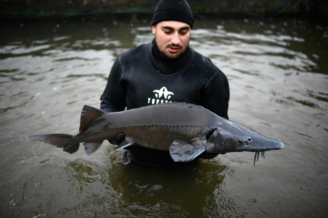 After a decade of lobbying, Aquitaine's farms are looking forward to their caviar finally receiving an EU label of origin in the New Year After a decade of lobbying, Aquitaine's farms are looking forward to their caviar finally receiving an EU label of origin in the New Year