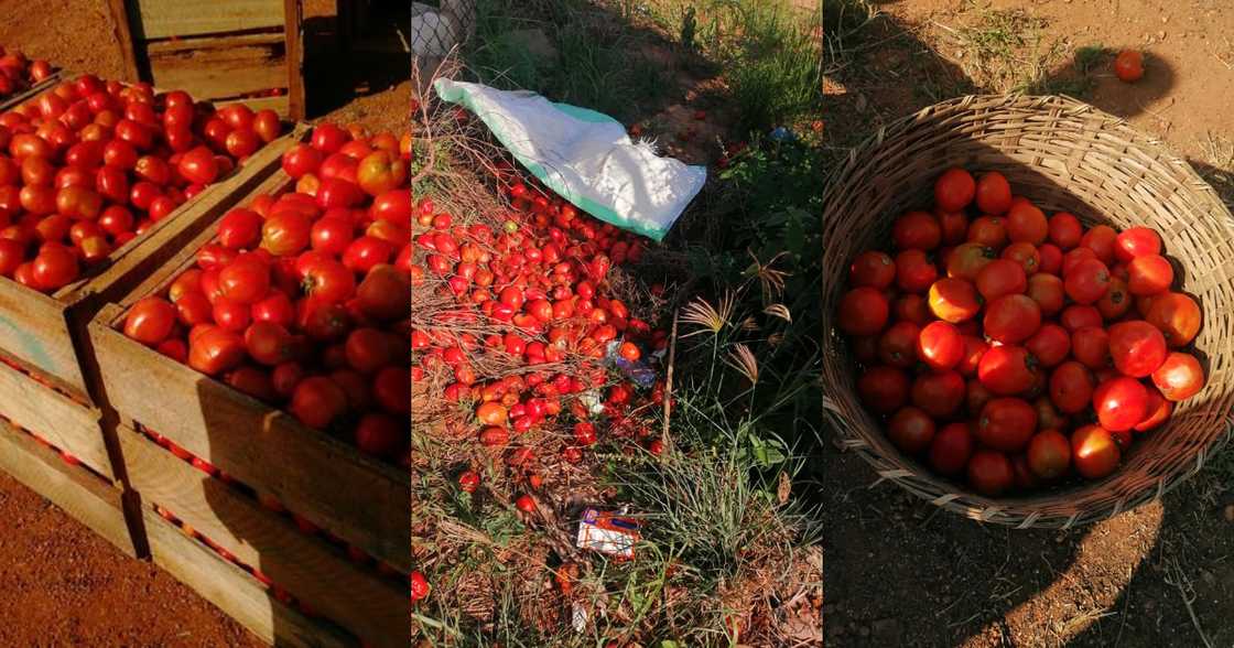 Tomatoes left to rot in Woe and Anloga Tomatoes left to rot in Woe and Anloga