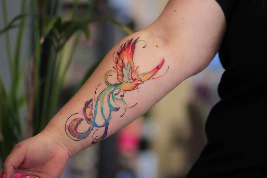 phoenix tattoo phoenix tattoo