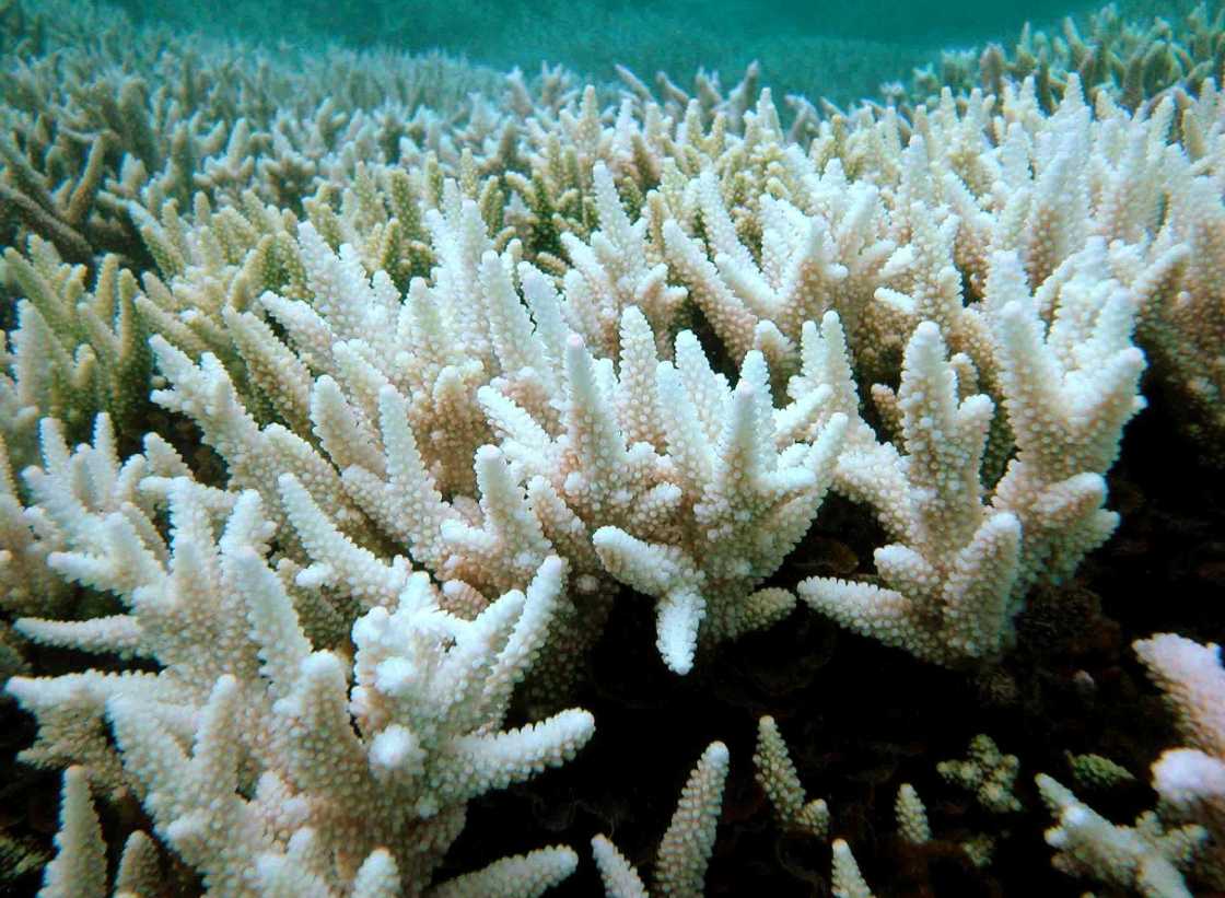 The foundation argued gas drilled from Scarborough would fuel climate change to such an extent it would harm the Great Barrier Reef