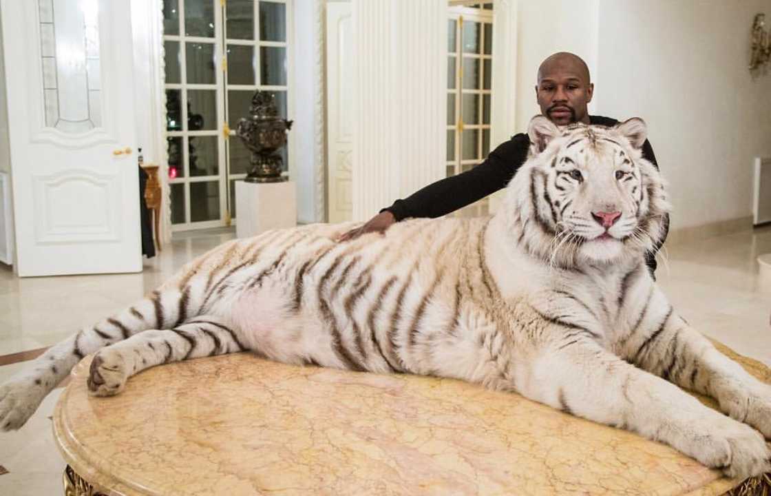 floyd mayweather house miami floyd mayweather house miami