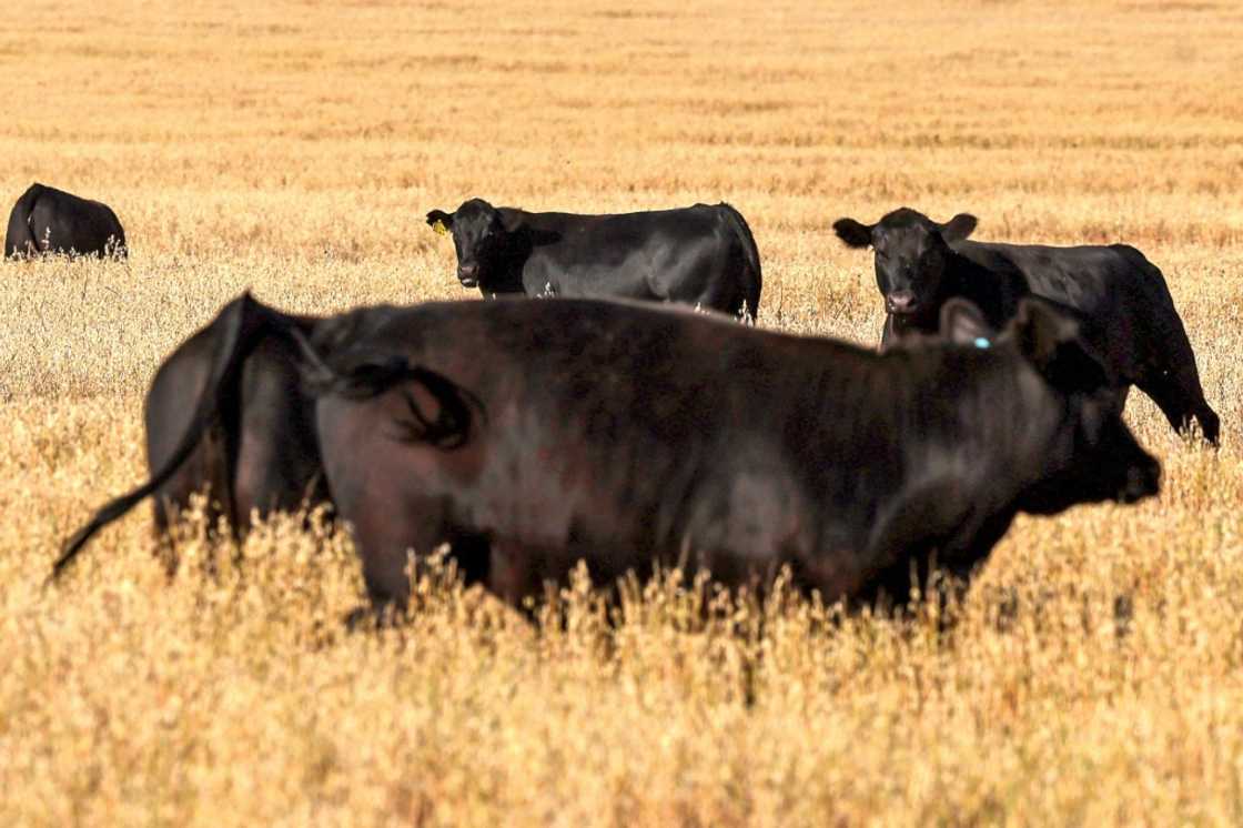 Cattle graze in a paddock near the Australian farming town of Gunnedah. The United States is a major export market for Australian beef. Cattle graze in a paddock near the Australian farming town of Gunnedah. The United States is a major export market for Australian beef.