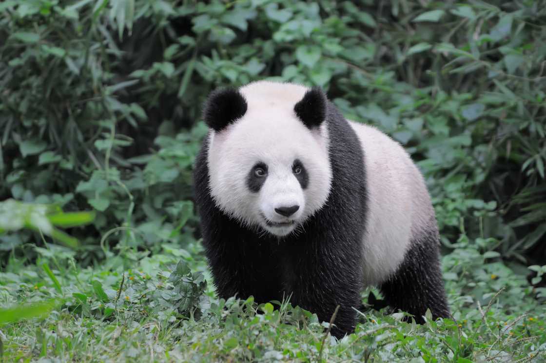 A giant panda stares on one side A giant panda stares on one side