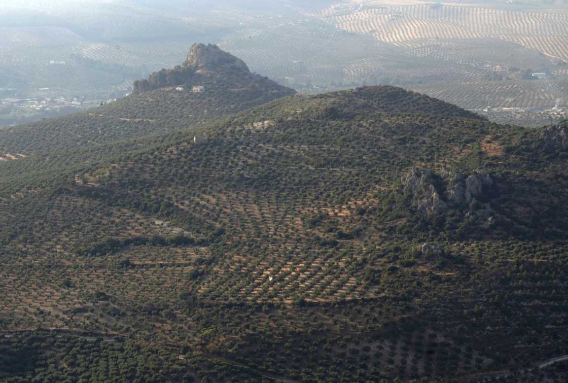 Olive trees cover many hillsides in southern Spain, such as these in Jaen