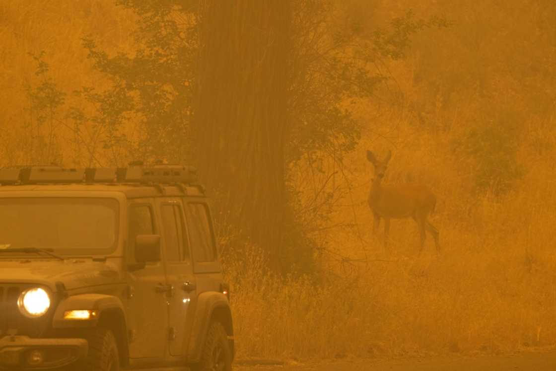 A deer caught in smoke in the community of Klamath River A deer caught in smoke in the community of Klamath River