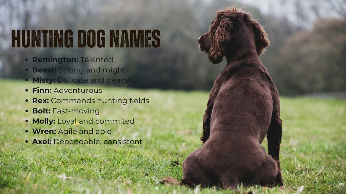 Unique male hunting dog names