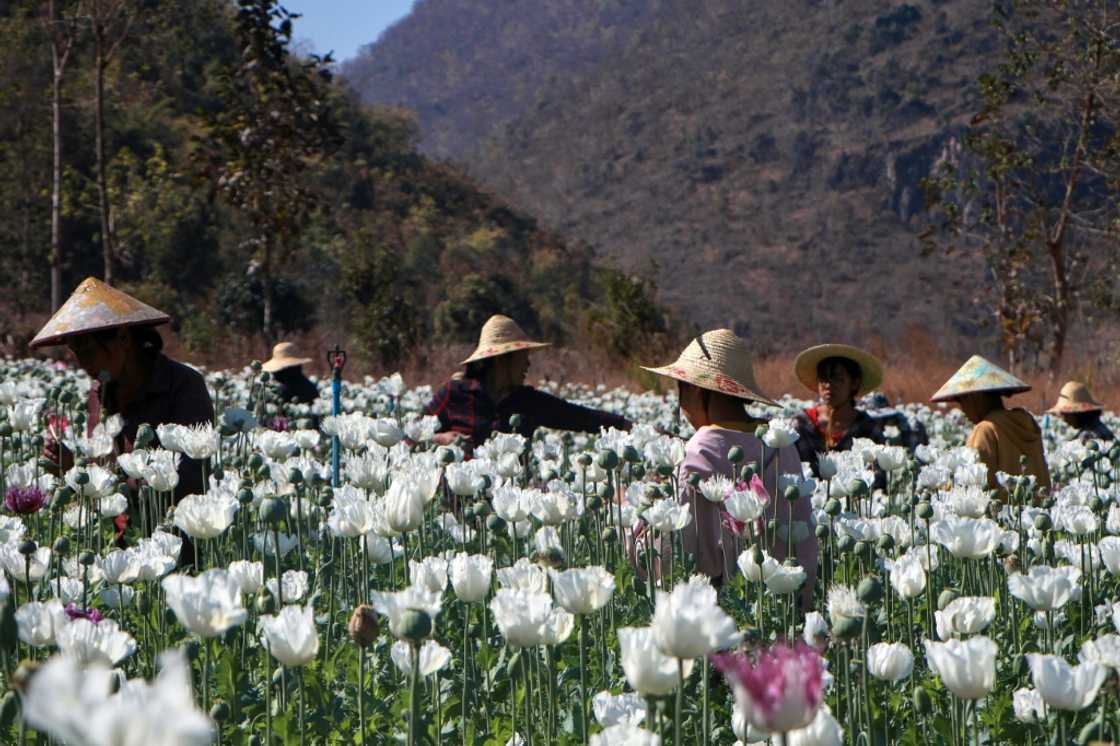 Myanmar became the world's biggest opium producer in 2023, overtaking Afghanistan after the Taliban government launched a crackdown on the crop there Myanmar became the world's biggest opium producer in 2023, overtaking Afghanistan after the Taliban government launched a crackdown on the crop there