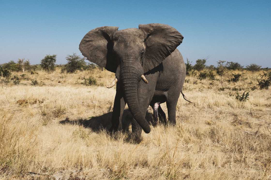 A lone bull elephant mock charges successful the Botswanan savannah. A lone bull elephant mock charges successful the Botswanan savannah.