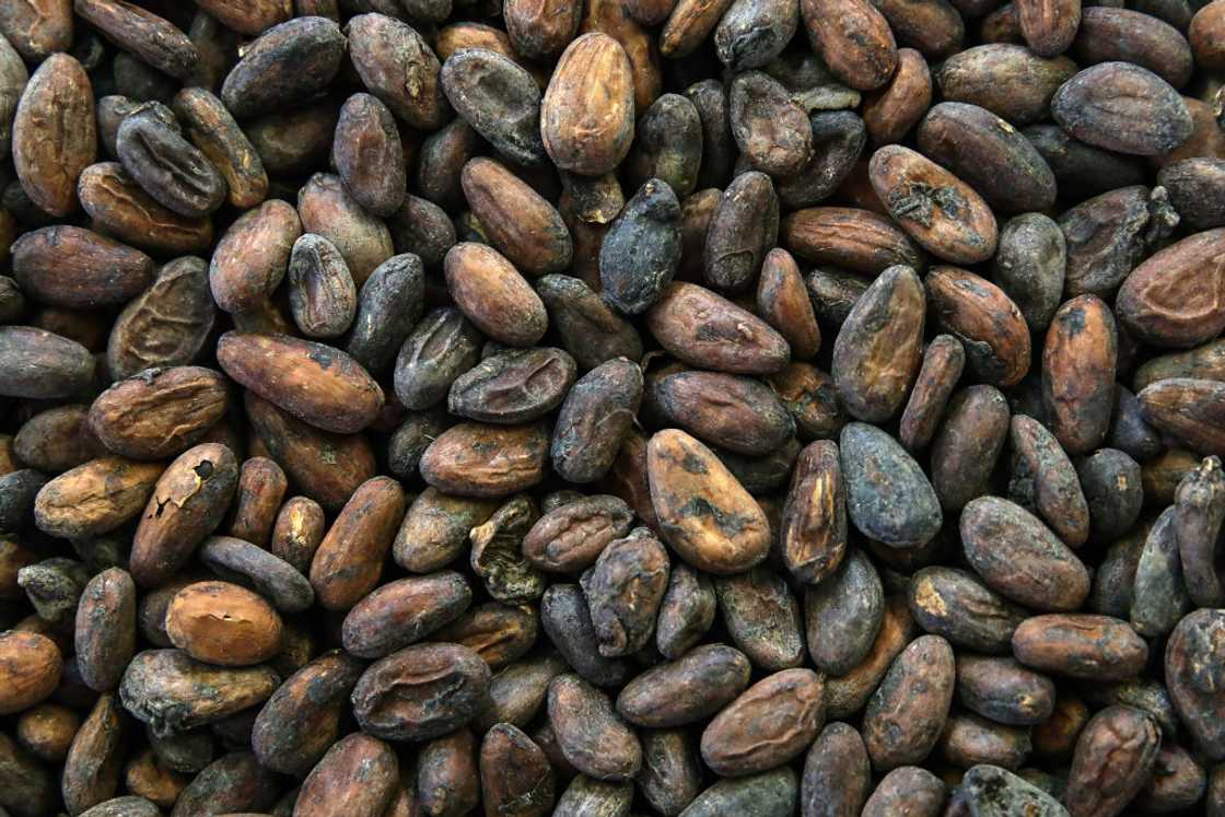 How are cocoa prices set