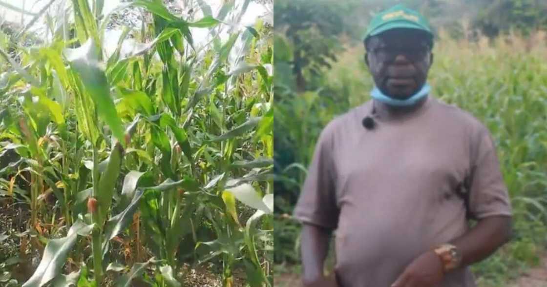 Dr Ankoma-Amoa is a Ghanaian maize farmer Dr Ankoma-Amoa is a Ghanaian maize farmer