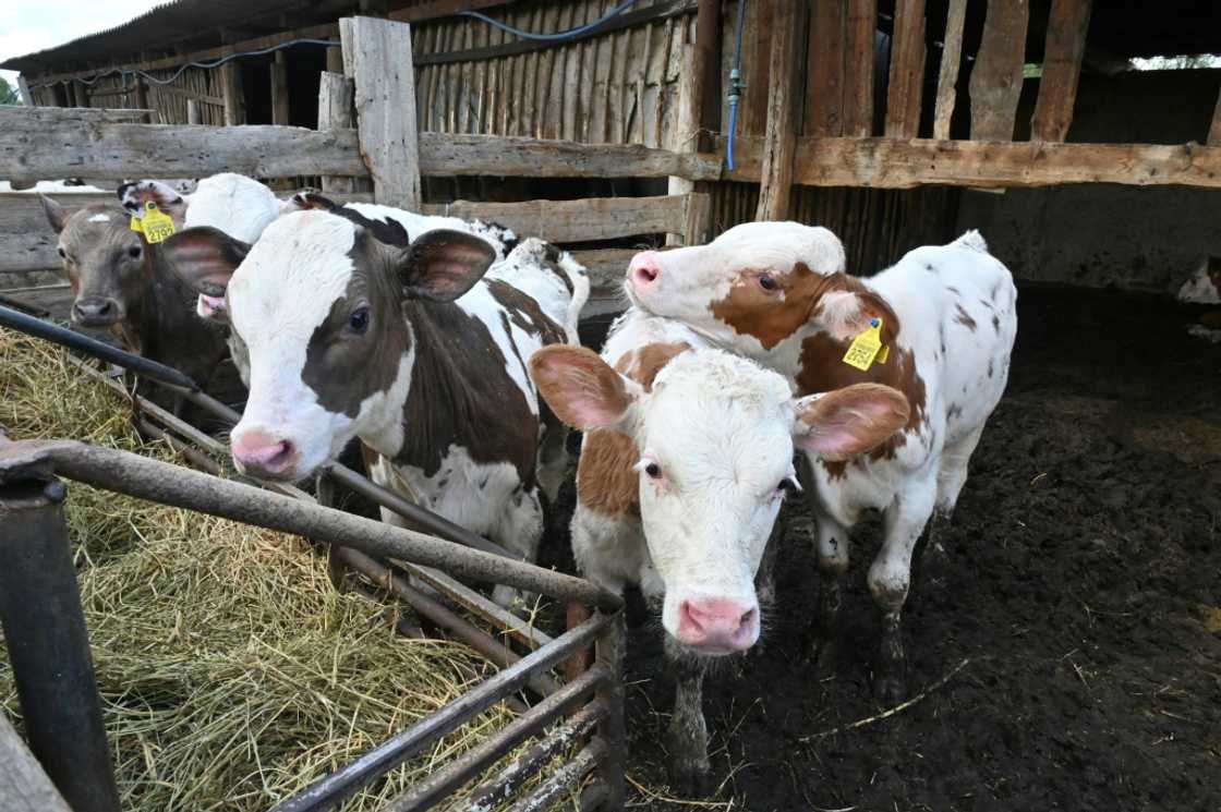 Bombardments killed around a third of the animals at the farm south of Ukraine's second city Kharkiv Bombardments killed around a third of the animals at the farm south of Ukraine's second city Kharkiv
