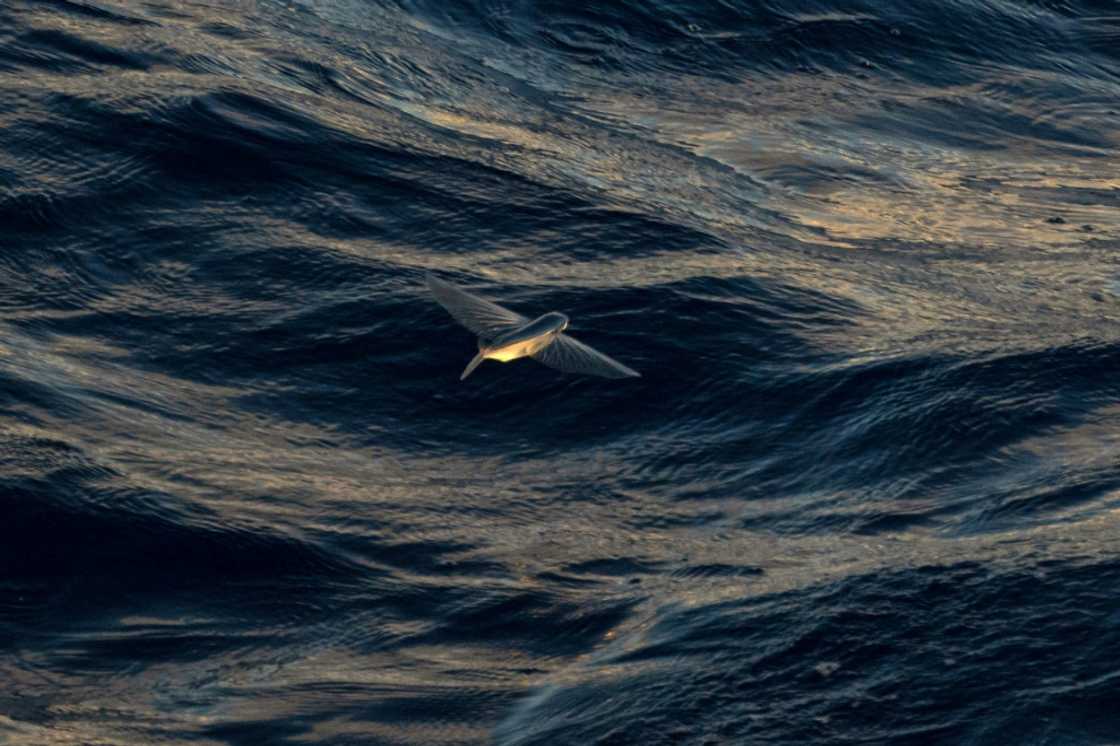 While some member states of the International Seabed Authority are hoping to regulate deep sea mining, others share the concern of NGOs which oppose the practice at any level While some member states of the International Seabed Authority are hoping to regulate deep sea mining, others share the concern of NGOs which oppose the practice at any level