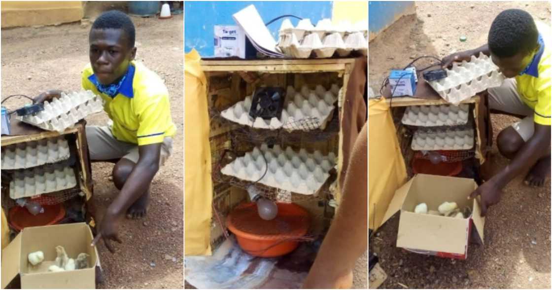 Samuel Asante: Ghanaian student builds electric incubator that hatches chicks Samuel Asante: Ghanaian student builds electric incubator that hatches chicks