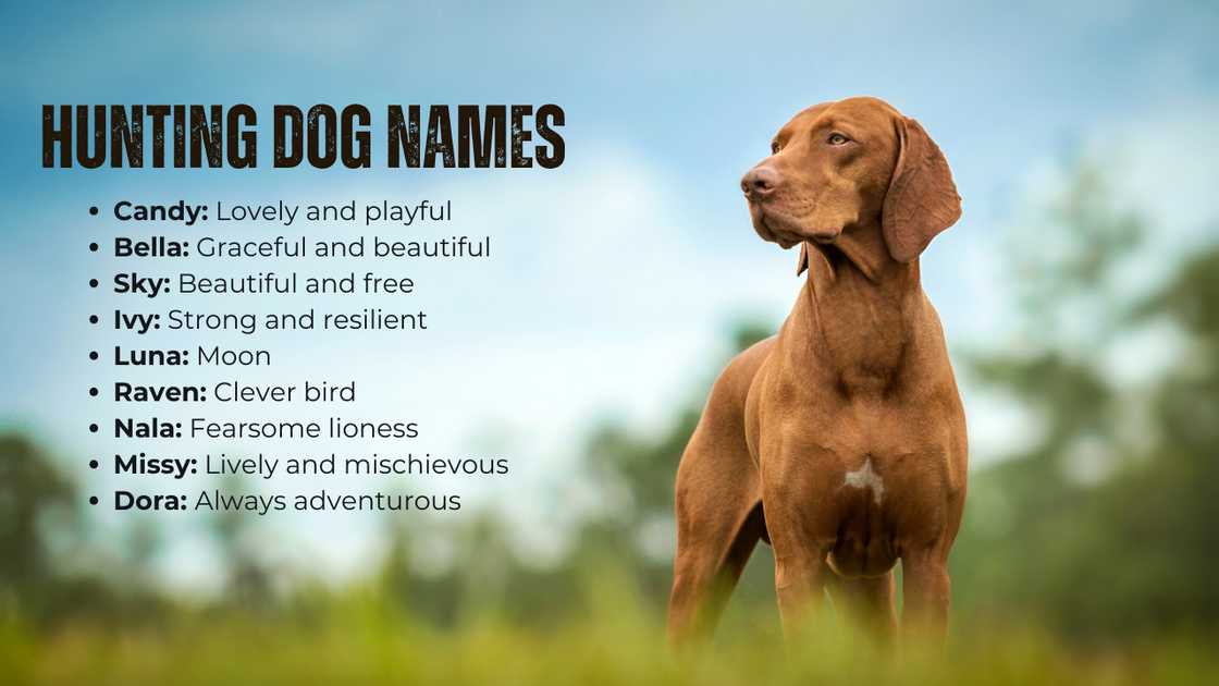 Unique girl-hunting dog names