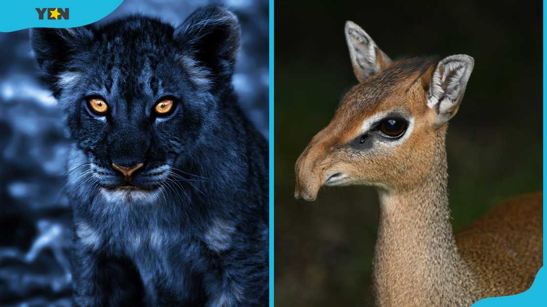 Hunter eyes (R) and Prey eyes (L) in the dark Hunter eyes (R) and Prey eyes (L) in the dark