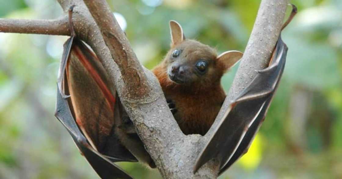 A bat can transmit Nipah Virus. Photo: Indian Express. A bat can transmit Nipah Virus. Photo: Indian Express.