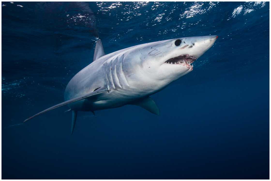 Underwater view of a mako shark swimming in the sea.