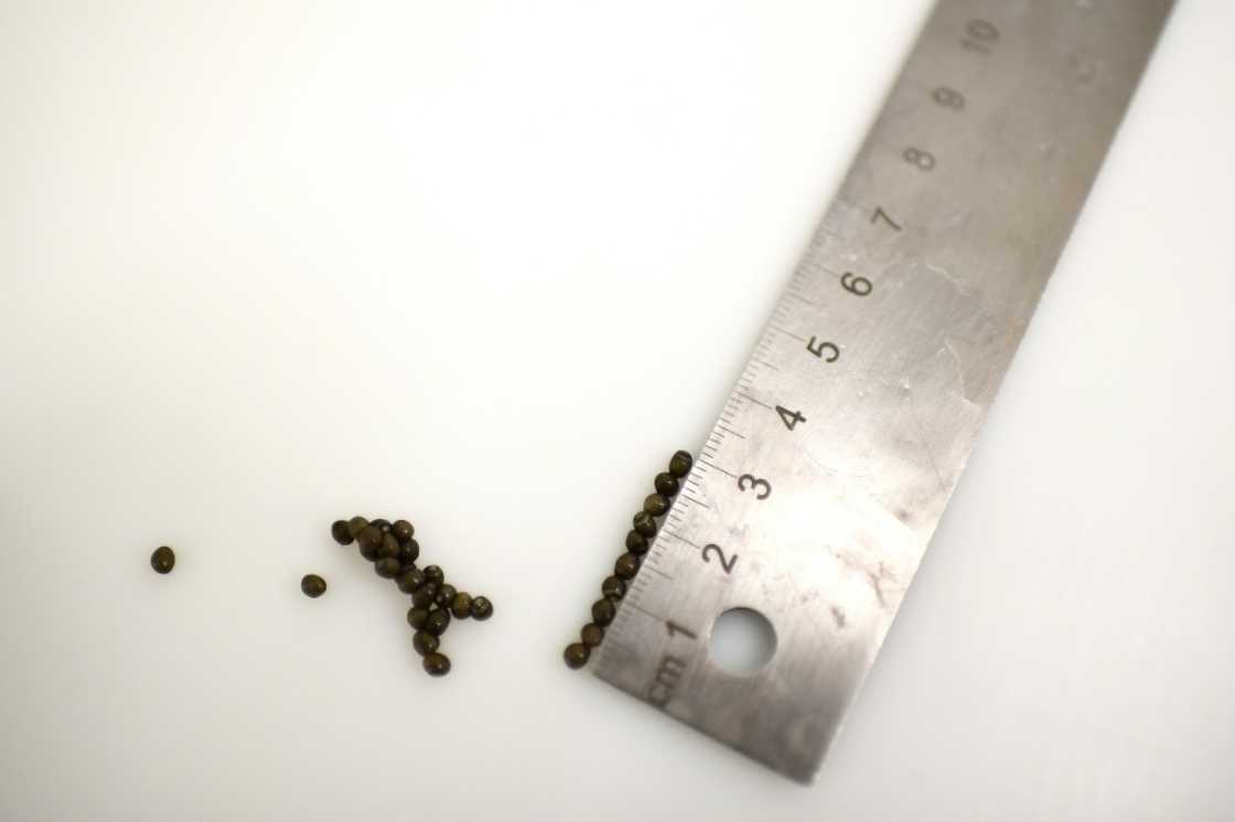 Caviar from Saint-Fort-sur-Gironde sells for $2,200 to 11,000 a kilo, depending on quality Caviar from Saint-Fort-sur-Gironde sells for $2,200 to 11,000 a kilo, depending on quality