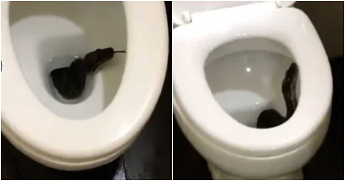 Huge black snake in toilet