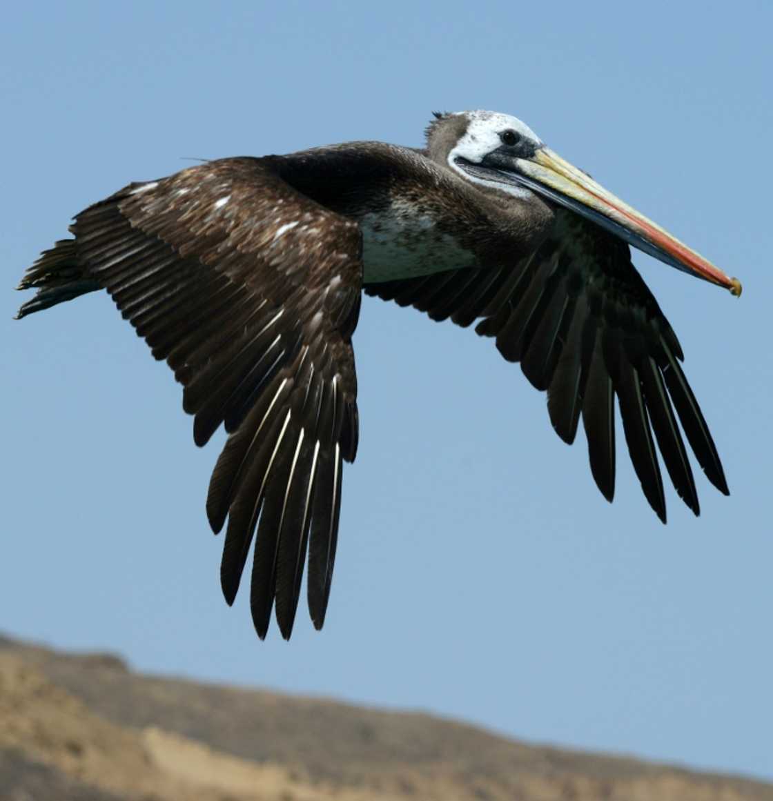 A pelican flies in nothern Peru in 2015