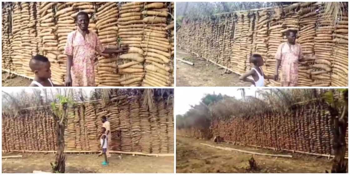 Nigerian Man Married to 7 Wives Shows Off His Huge Lengthy Yam Barns, Video Stuns the Internet, Many React Nigerian Man Married to 7 Wives Shows Off His Huge Lengthy Yam Barns, Video Stuns the Internet, Many React