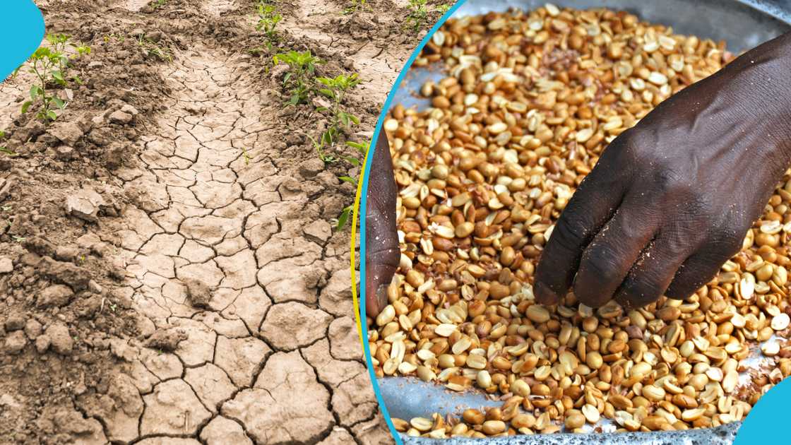 Government Bans Export Of Grains Following Drought In Northern Ghana