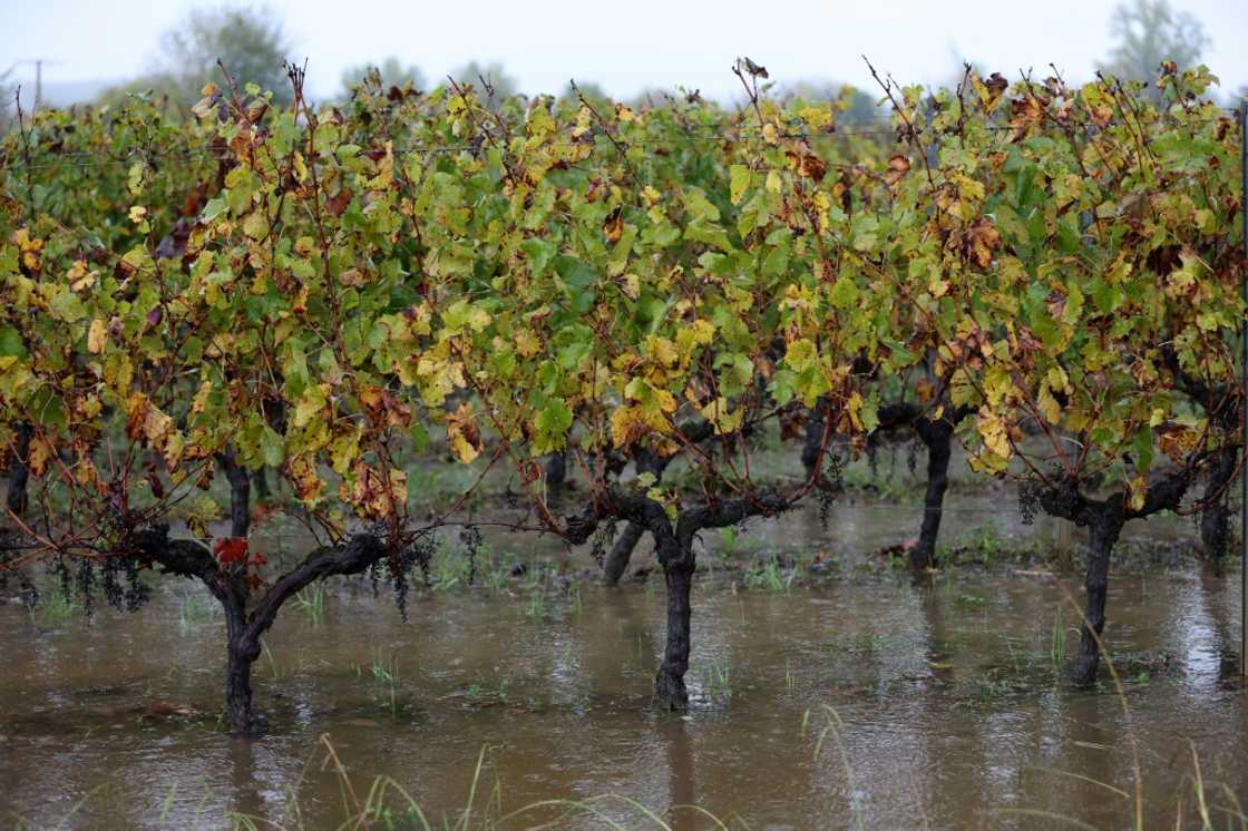 Powerful storm Ciaran flooded vineyards in Bordeaux Powerful storm Ciaran flooded vineyards in Bordeaux