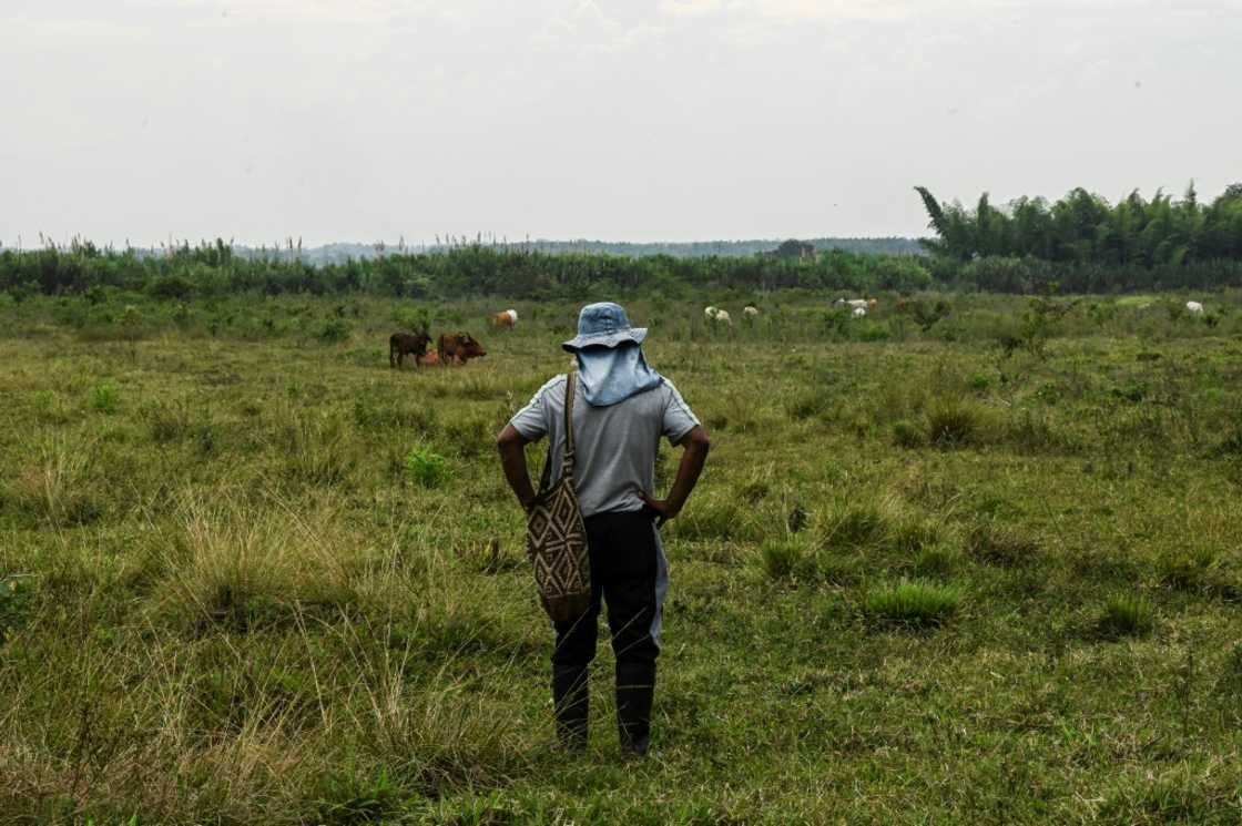A man looks at the cattle at an occupied property in Corinto, department of Cauca, Colombia A man looks at the cattle at an occupied property in Corinto, department of Cauca, Colombia